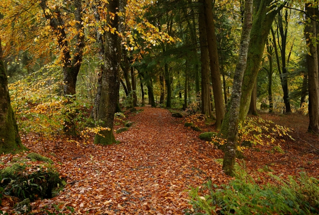 Autumn forest sm